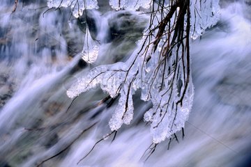 Am Ende der Zweige angesammelten Eis