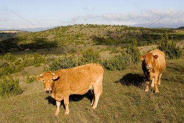 Kühe auf dem Plateau von Larzac France