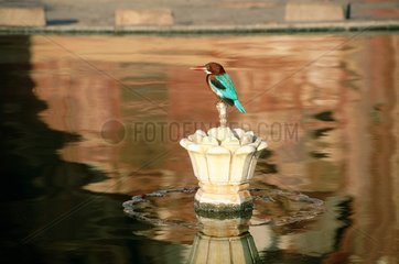 martin pêcheur sur une fontaine  à Jaïpur