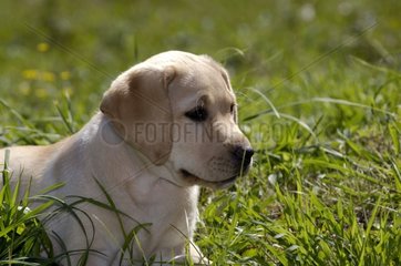 Portrait of a young Labrador three month old