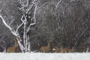 Herd of RoeDeer in Winter Vosges France