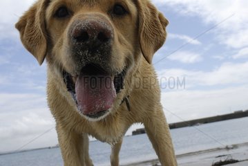 Portrait of Labrador on the beach Ballyconneely Ireland