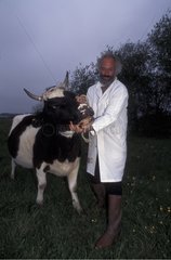 Vache et vétérinaire France