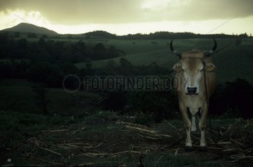 Cow in a field in Guadeloupe