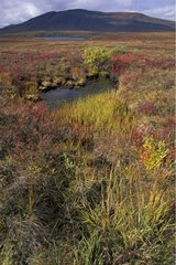 Tundra wetland area in autumn Yukon Canada