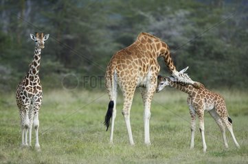 Rotschild's giraffes in Nakuru NP Kenya
