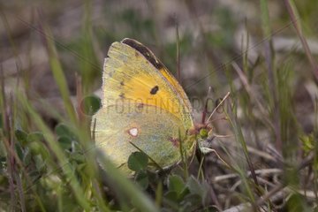 Clouded Yellow on grass Provence France