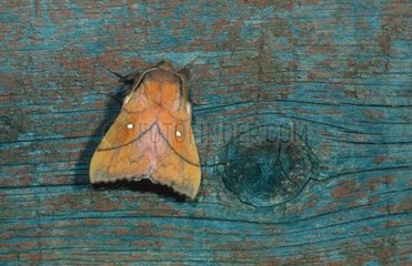 Papillon Feuille morte du prunier sur du bois