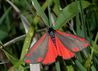 Cinnabar moth on grass - Vosges France