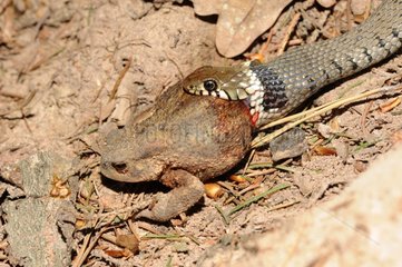 Ringneck snake capturing a Toad - Vosges France