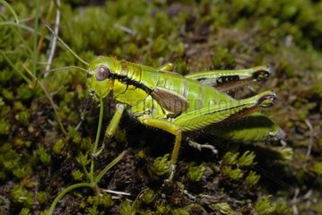 Green Mountain Grasshopper on moss - Alpes France