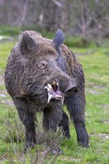 Eurasian wild boar male drooling before fighting - France