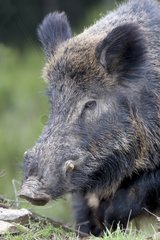 Portrait of Eurasian wild boar male - France