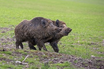 Eurasian wild boar males fighting - France