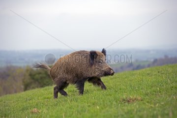 Eurasian wild boar male walking in the grass - France