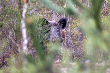 Wild Boar male undergrowth - France