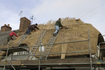 Rural craftsmen on roof thatching cottage near Stratford UK