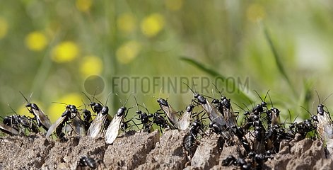 Schwärmen von Ameisen in der Springprovence Frankreich