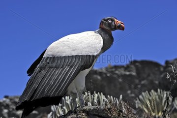 King Vulture in Gran Sabana Province Venezuela