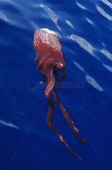 Giant octopus killed by a sperm whale Pico Island Azores