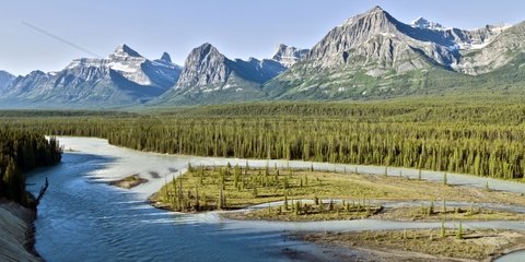 Athabasca Valley PN Jasper Rockies Canada