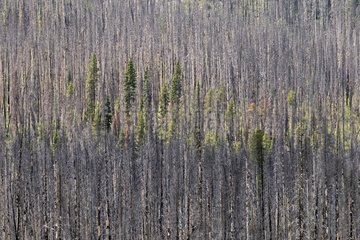 Forest fire Kootenay NP Rockies Canada