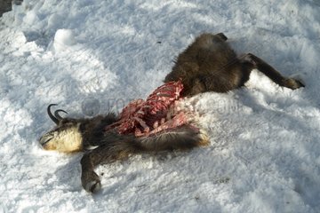 Chamois killed and eaten by wolves in winter Mercantour NP