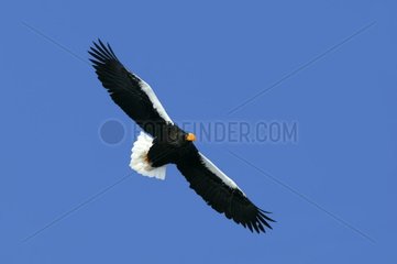 Sea eagle of Steller in flight Hokkaïdo Japan [AT]