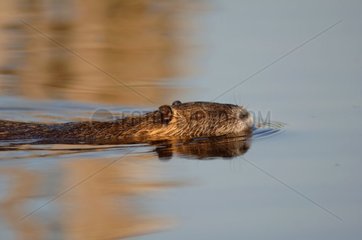 Ragondin nageant dans un canal Marais de Brière