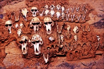Skulls of animals sacrificed and fixed to the wall Pays Dogon Mali