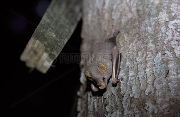 Bat hanging on a trunk French Guiana