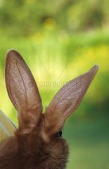 Details of rabbit ears in against day