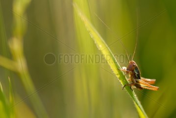 Wart-biter cricket on an herb France