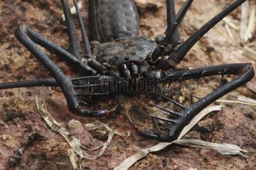 South American Whip Spider French Guiana