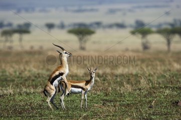 Thomson's gazelles mating Masai Mara Kenya