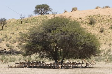 Springboks to rest in the shade Kgalagadi Kalahari Desert