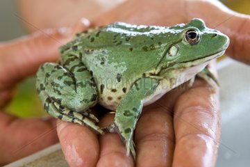Breeding Frog INRA patented nourishing of inert France
