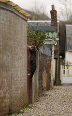 Katze springt über ein Tor in einer Gasse Yport Frankreich