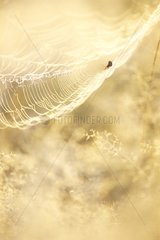 Spinne in seinem Spinnweb im Morgengrauen Frankreich