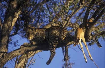 Léopard au repos dans un arbre avec sa proie Masaï Mara