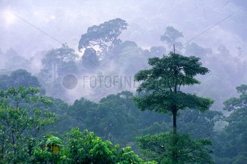 Langkawi  forêt dans la brume.