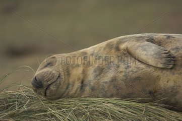 Grey seal sleeping on grass Donna Nook UK