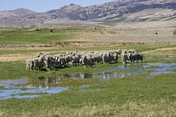 Merino rams grazing on wetland pasture Mackenzie Country
