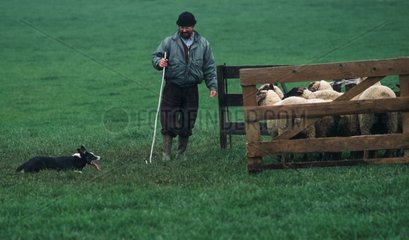 Berger dressant son chien pour garde d'un troupeau de brebis