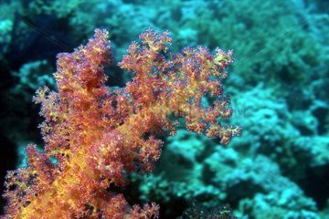 Soft coral Red sea