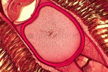 Transverse section of Lamprey in clear bottom