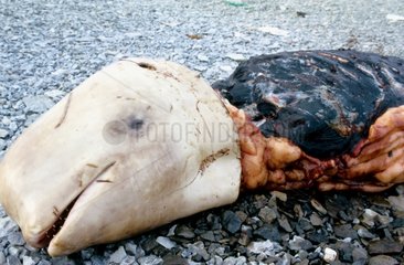 Cadavre de bélouga Cornwallis island Arctique