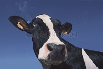 Vache Prim'Holstein Portrait sur fond ciel bleu