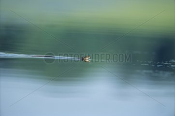 Couleuvre à collier nageant dans un étang