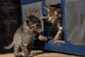 Kittens playing in a square opening